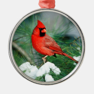 Nördlicher Kardinal Männchen auf Baum, IL Silbernes Ornament