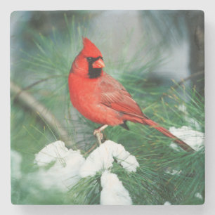 Nördlicher Kardinal Männchen auf Baum, IL Steinuntersetzer