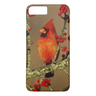 Nördlicher Kardinal Männchen sitzend, IL Case-Mate iPhone Hülle