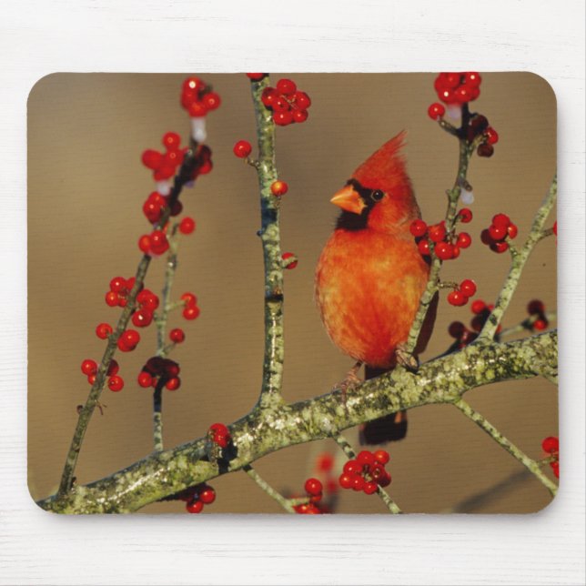 Nördlicher Kardinal Männchen sitzend, IL Mousepad (Vorne)