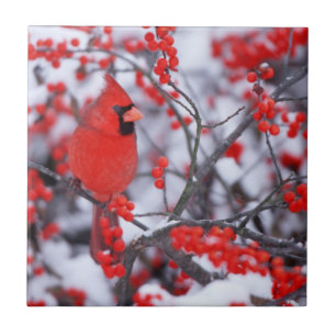 Nördlicher Kardinal Männchen, Winter, IL Fliese