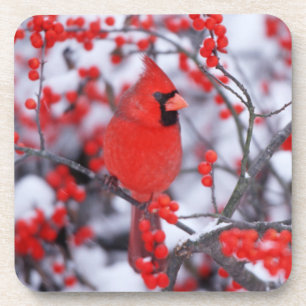 Nördlicher Kardinal Männchen, Winter, IL Getränkeuntersetzer