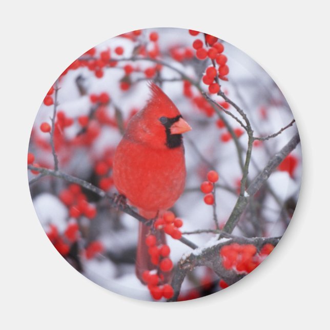 Nördlicher Kardinal Männchen, Winter, IL Magnet (Vorne)