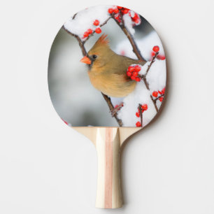 Nördlicher Kardinal weiblich auf Gewöhnlicher Wint Tischtennis Schläger