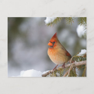 Nördlicher Kardinal weiblich in Fichtenzweig im Wi Postkarte