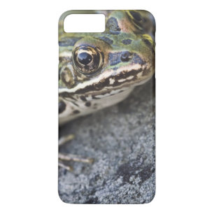 Nördlicher Leopardfrosch, See-through Island, Case-Mate iPhone Hülle