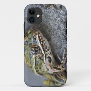Nördlicher Leopardfrosch, See-through Island, iPhone 11 Hülle