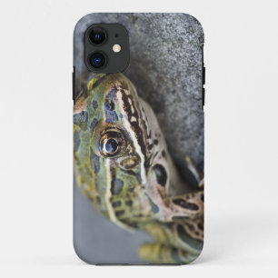 Nördlicher Leopardfrosch, See-through Island, Case-Mate iPhone Hülle