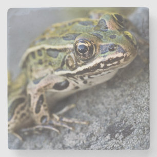 Nördlicher Leopardfrosch, See-through Island, Steinuntersetzer