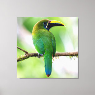 Nördlicher Smaragd-Tukan in Costa Rica Leinwanddruck