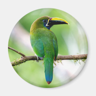 Nördlicher Smaragd-Tukan in Costa Rica Magnet