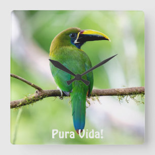 Nördlicher Smaragdtukan in Costa Rica Quadratische Wanduhr