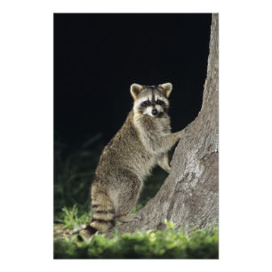 Nördlicher Waschbär, Procyon lotor, Erwachsener am Fotodruck