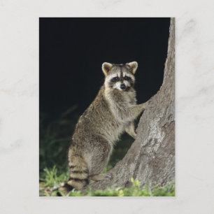 Nördlicher Waschbär, Procyon lotor, Erwachsener am Postkarte