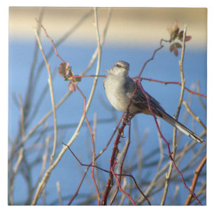 Nördliches Mockingbird-Foto Fliese