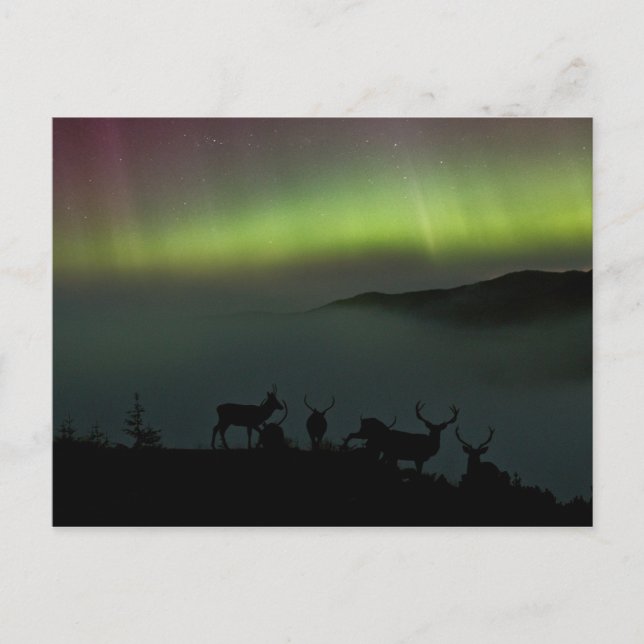 Nordlichter mit Sternchen Postkarte (Vorderseite)