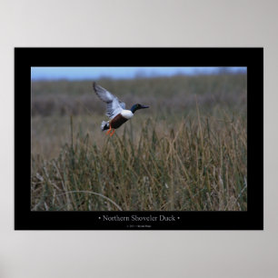 Nordlöffelenten-Ente Poster