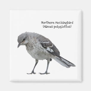 Nordmockingo Magnet
