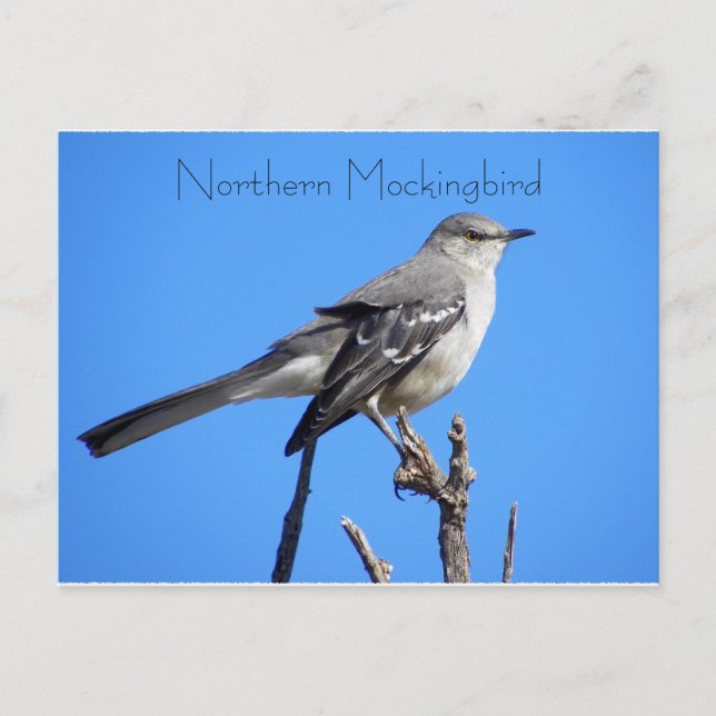 Nordmockingvogel Postkarte (Vorderseite)