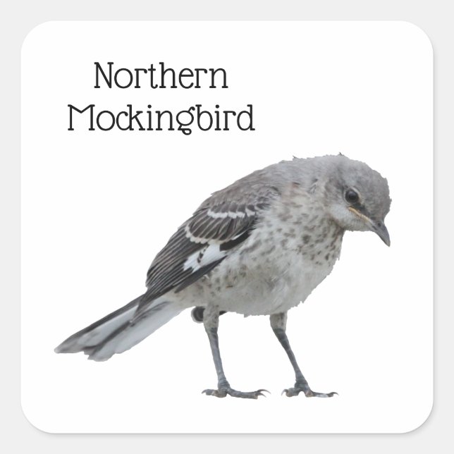 Nordmockingvogel Quadratischer Aufkleber (Vorderseite)