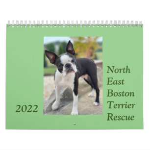 Nordost-Boston Terrier Rescue 2022 Kalender