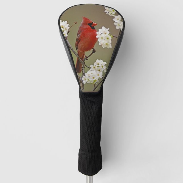 Nordroter Kardinal unter den Blüten des Birnbaums Golf Headcover (Vorderseite)