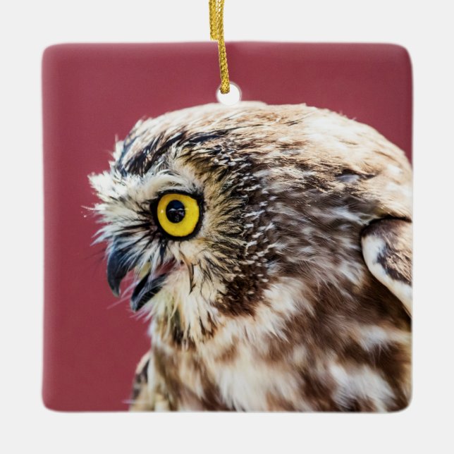 Nordsäge-Weiß-Portrait Keramikornament (Vorderseite)