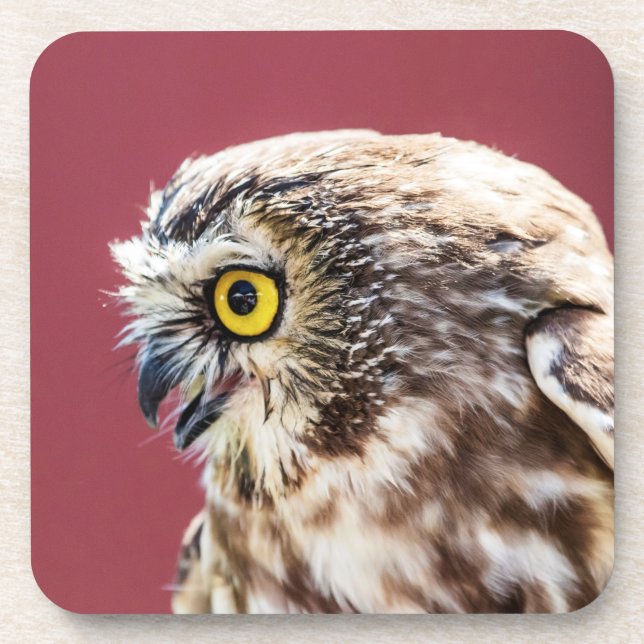 Nordsäge-Weiß-Portrait Untersetzer (Vorderseite)