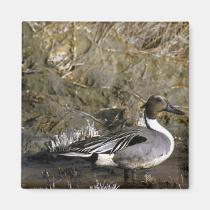 Nordspießenten-Ente Magnet