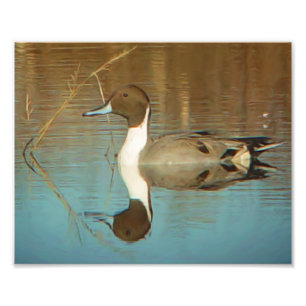 Nordspießenten-Enten-Druck Fotodruck