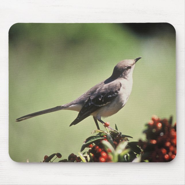 Nordspottdrossel Mousepad (Vorne)