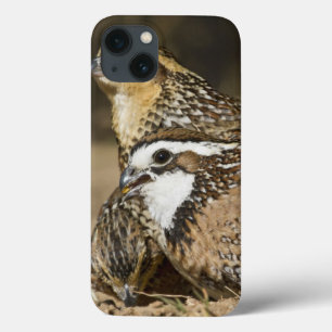 Nordwachtelbabys in Teich für Getränk Case-Mate iPhone Hülle