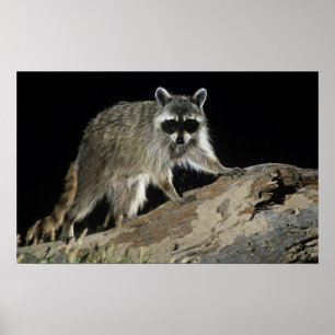 NordWaschbär, Procyon lotor, Erwachsener bei 2 Poster
