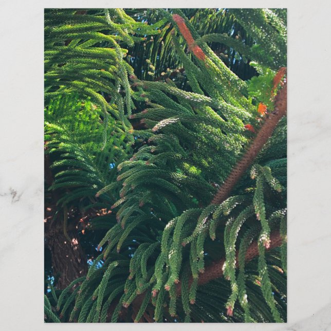Norfolk Island Pine (Vorderseite)
