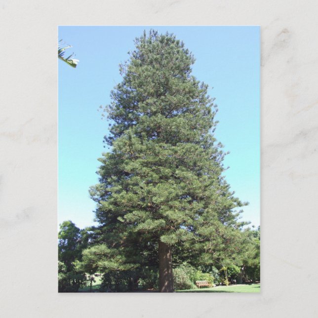 Norfolk Island Pine Postcard Postkarte (Vorderseite)