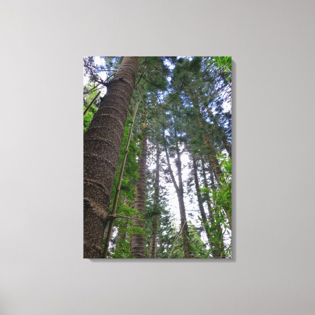 Norfolk Island Pine Trees Leinwanddruck (Vorderseite)