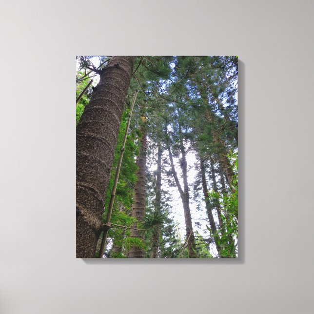 Norfolk Island Pine Trees Leinwanddruck (Vorderseite)