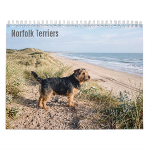 Norfolk Terrier 2027 Wandkalender