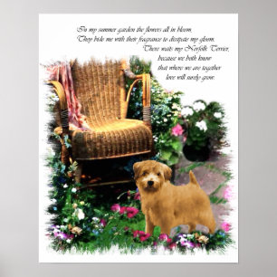 Norfolk Terrier Art Print Poster