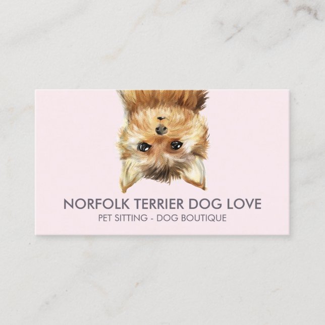 Norfolk Terrier Dog Visitenkarte (Vorderseite)