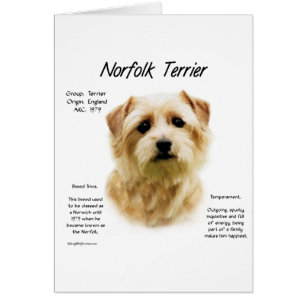 Norfolk Terrier History Design