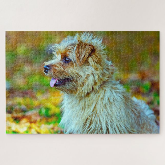 Norfolk Terrier Hund. (Horizontal)
