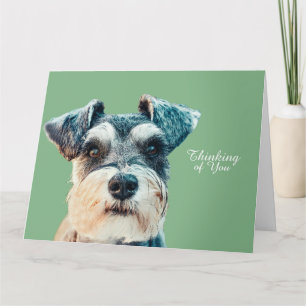 Norfolk Terrier Karte