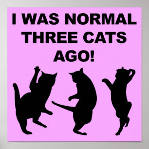 Normale Drei Katzen Vorher Lustiges Poster Schild