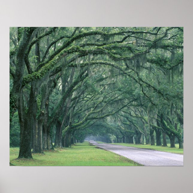 North America, U.S.A., Georgia, Savannah, Poster (Vorne)