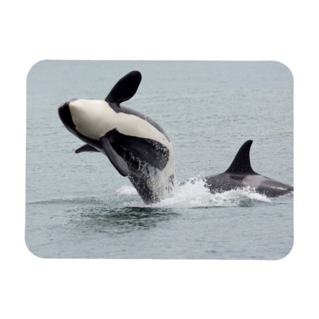 North America, Washington, San Juan Magnet (Horizontal)