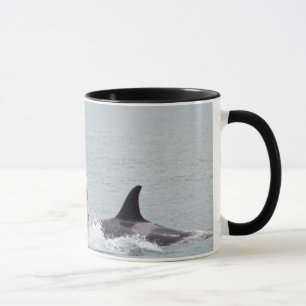 North America, Washington, San Juan Tasse