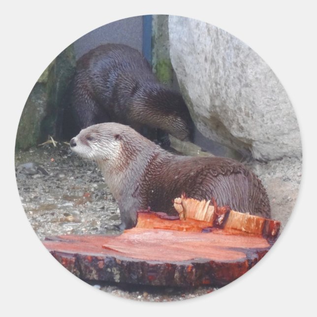 North American River Otter #1 Stickers (Vorderseite)