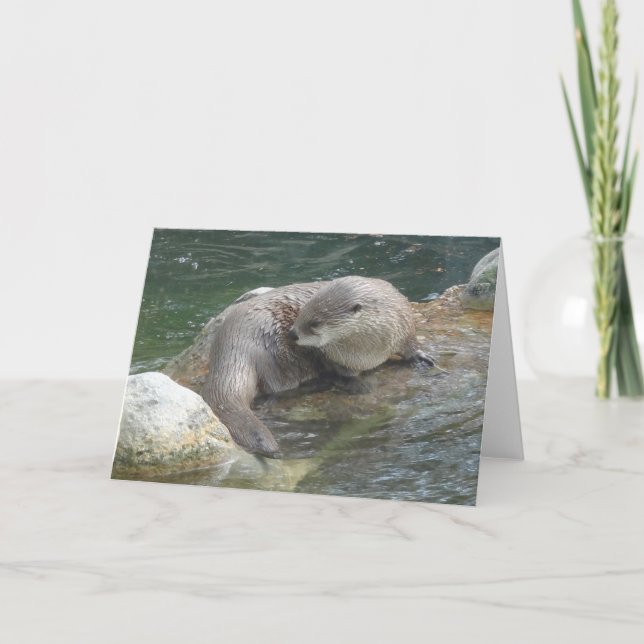 North American River Otter #2 Card Karte (Vorderseite)
