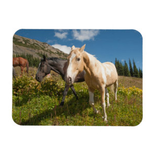 North Cascades National Park Magnet